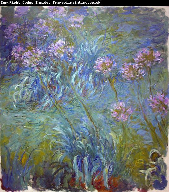 Claude Monet Agapanthus